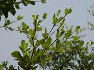 photoImages