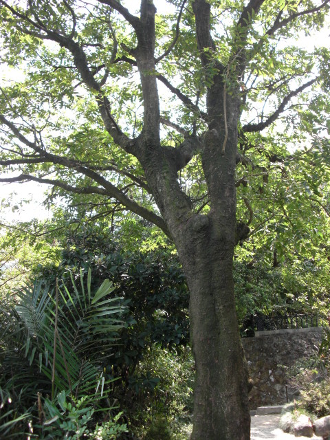 photoImages