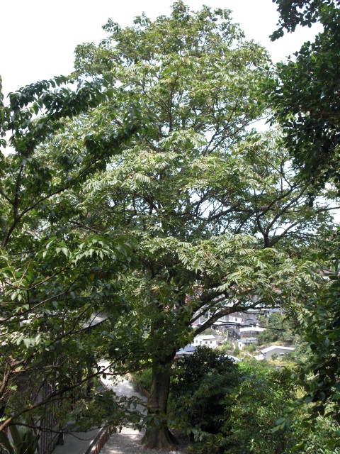 photoImages