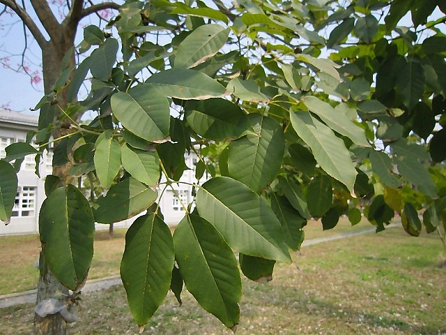 photoImages
