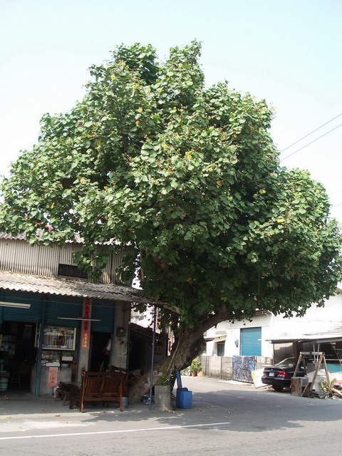 photoImages