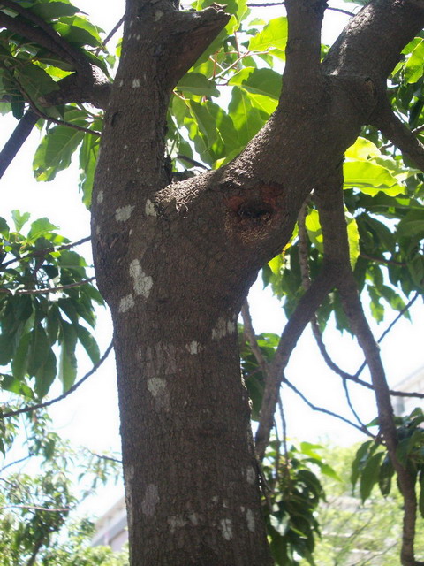 photoImages