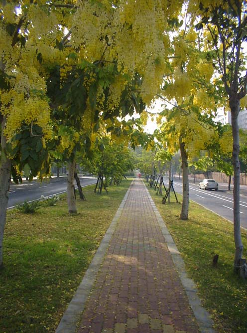 photoImages
