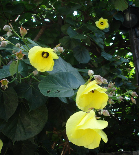 photoImages