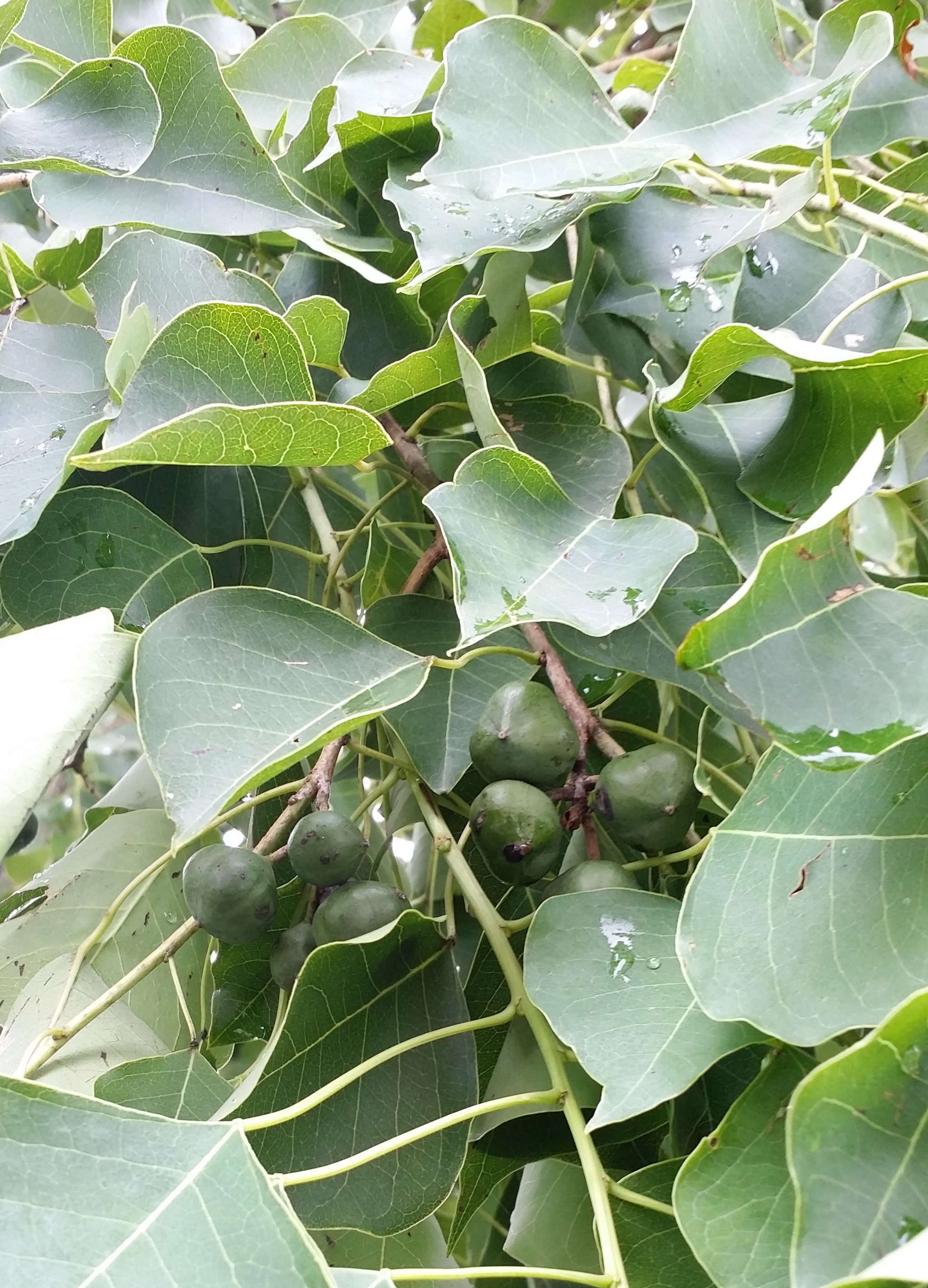 photoImages