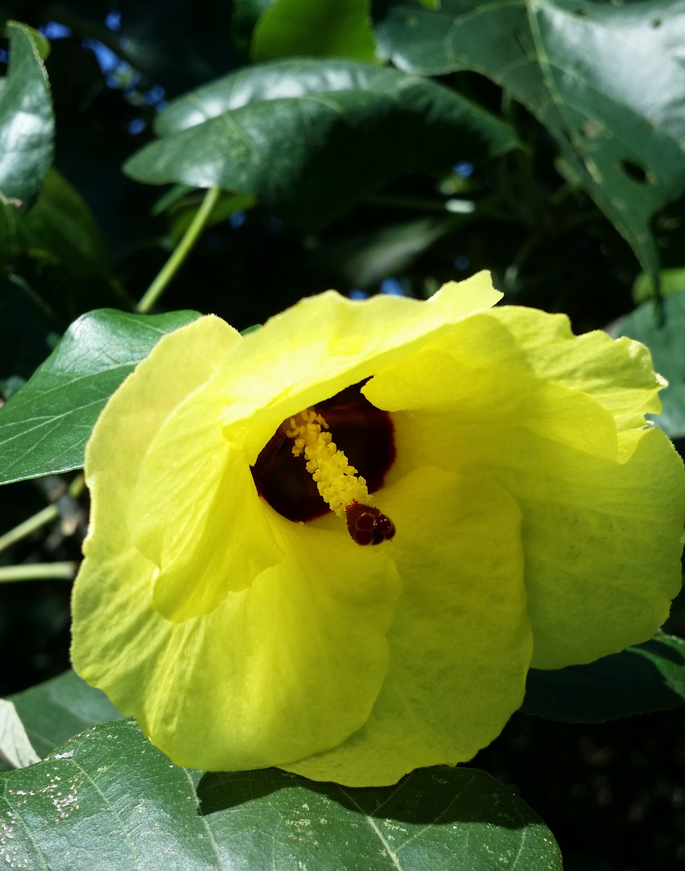 photoImages