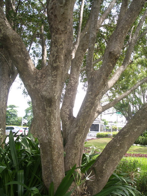 photoImages