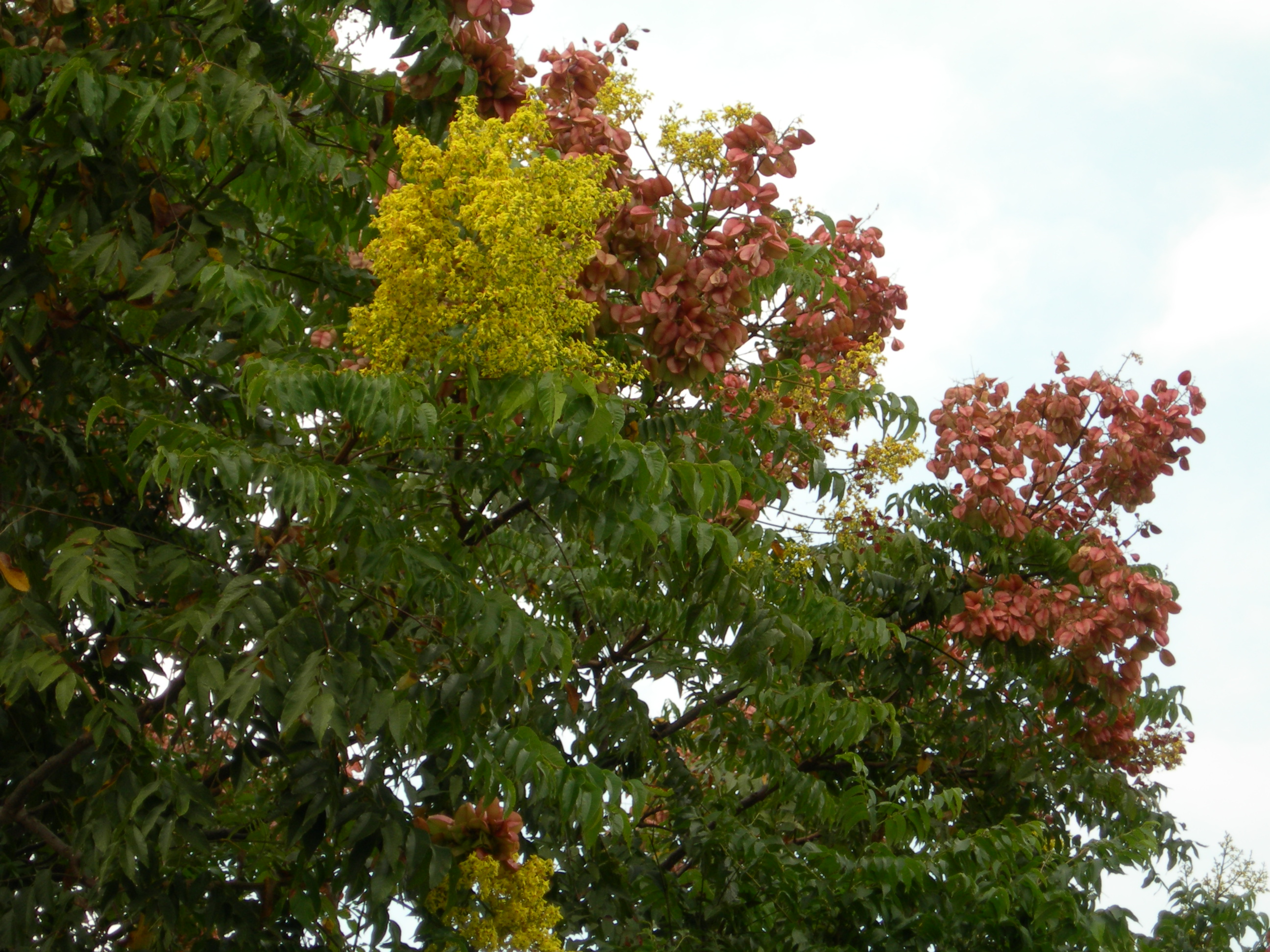 photoImages