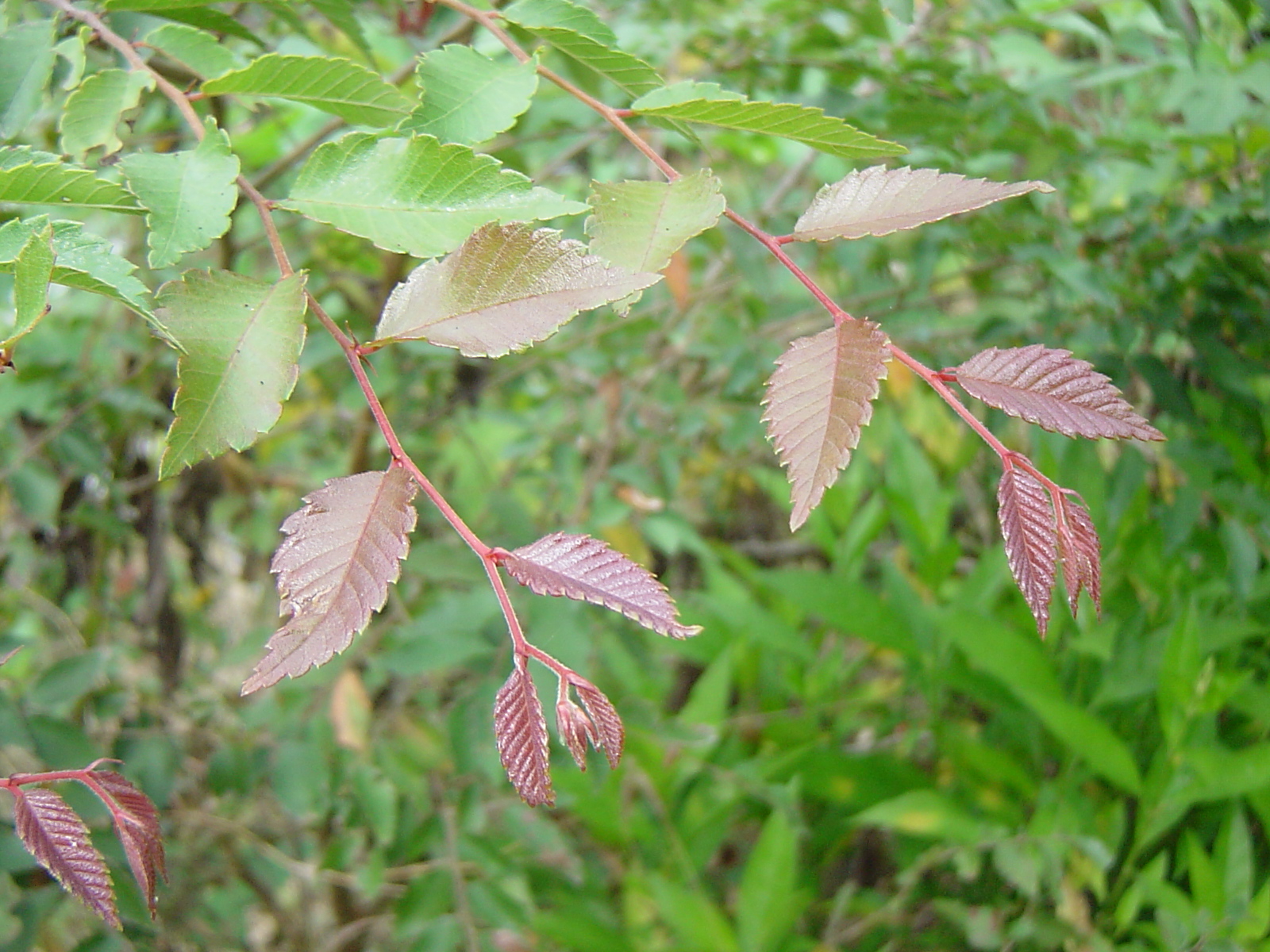 photoImages