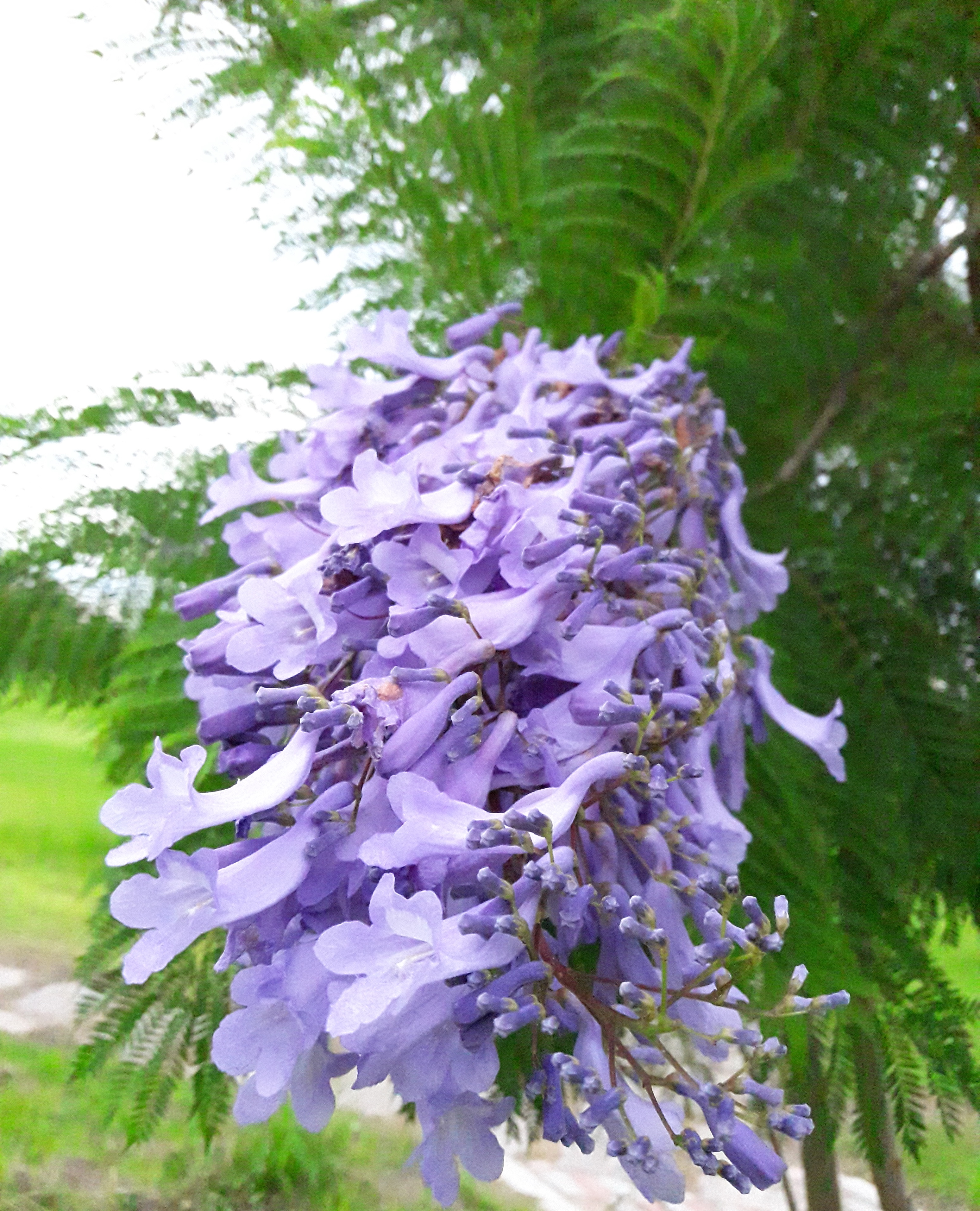photoImages
