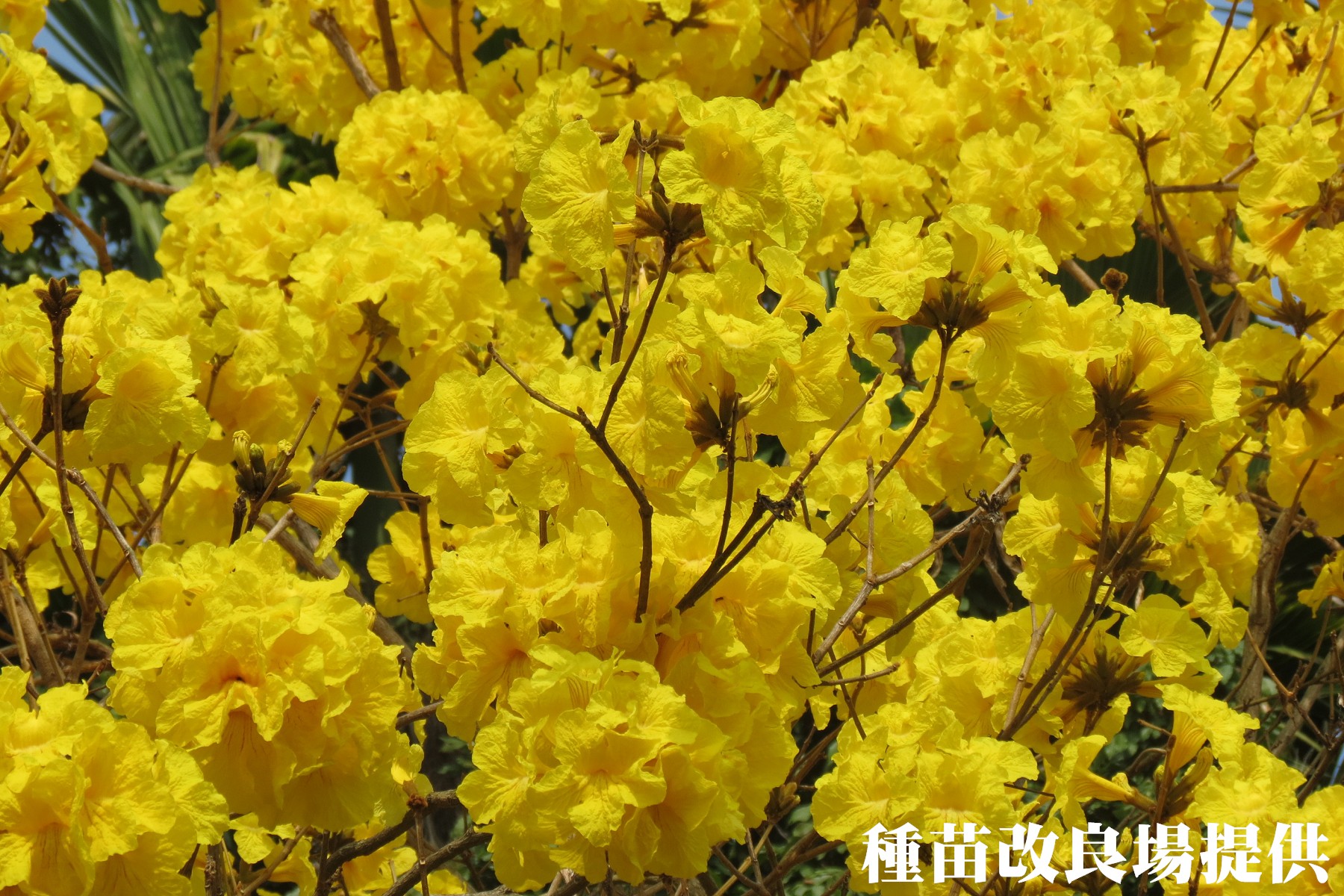photoImages