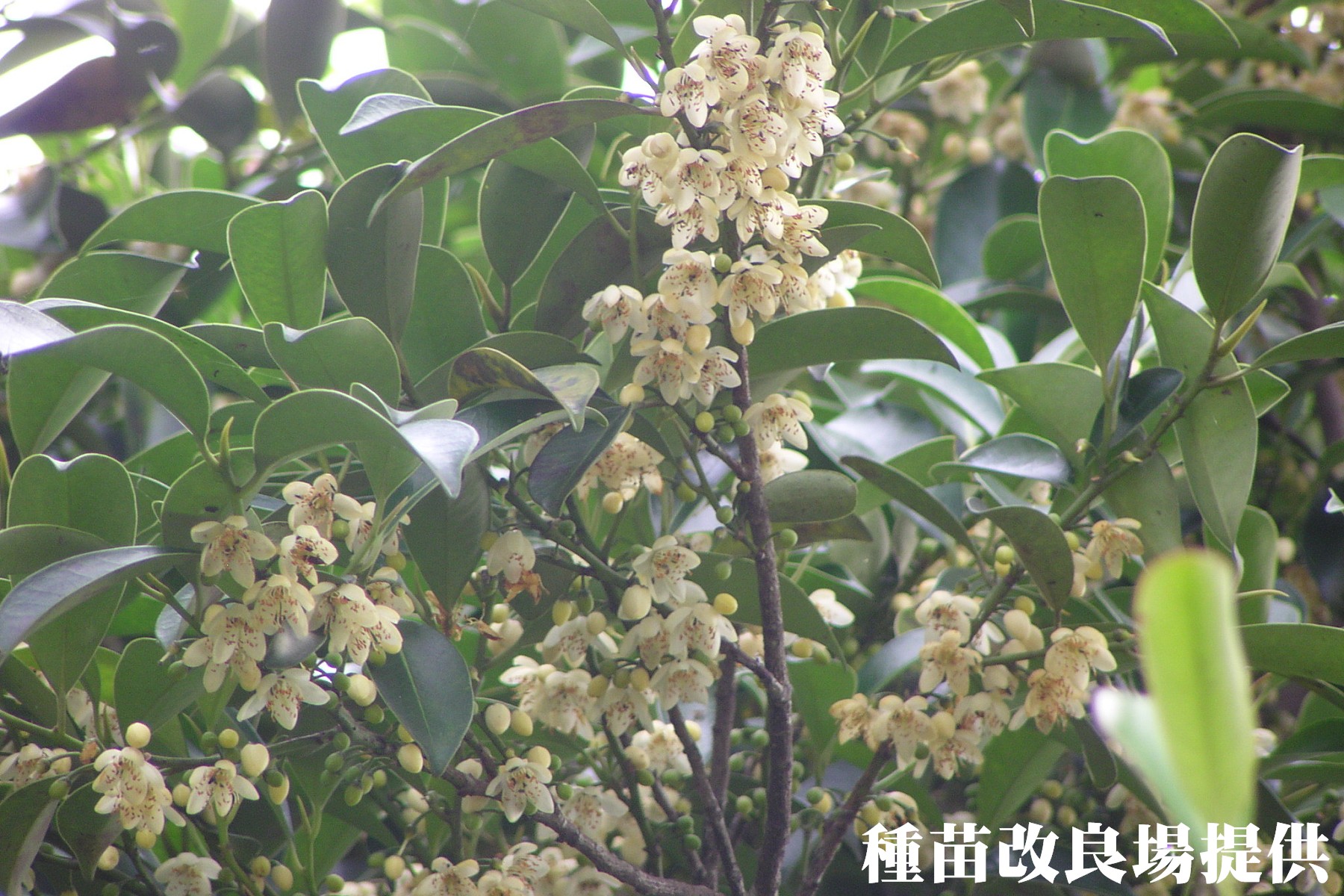 photoImages