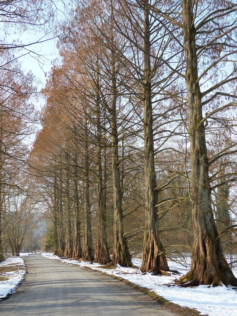 photoImages