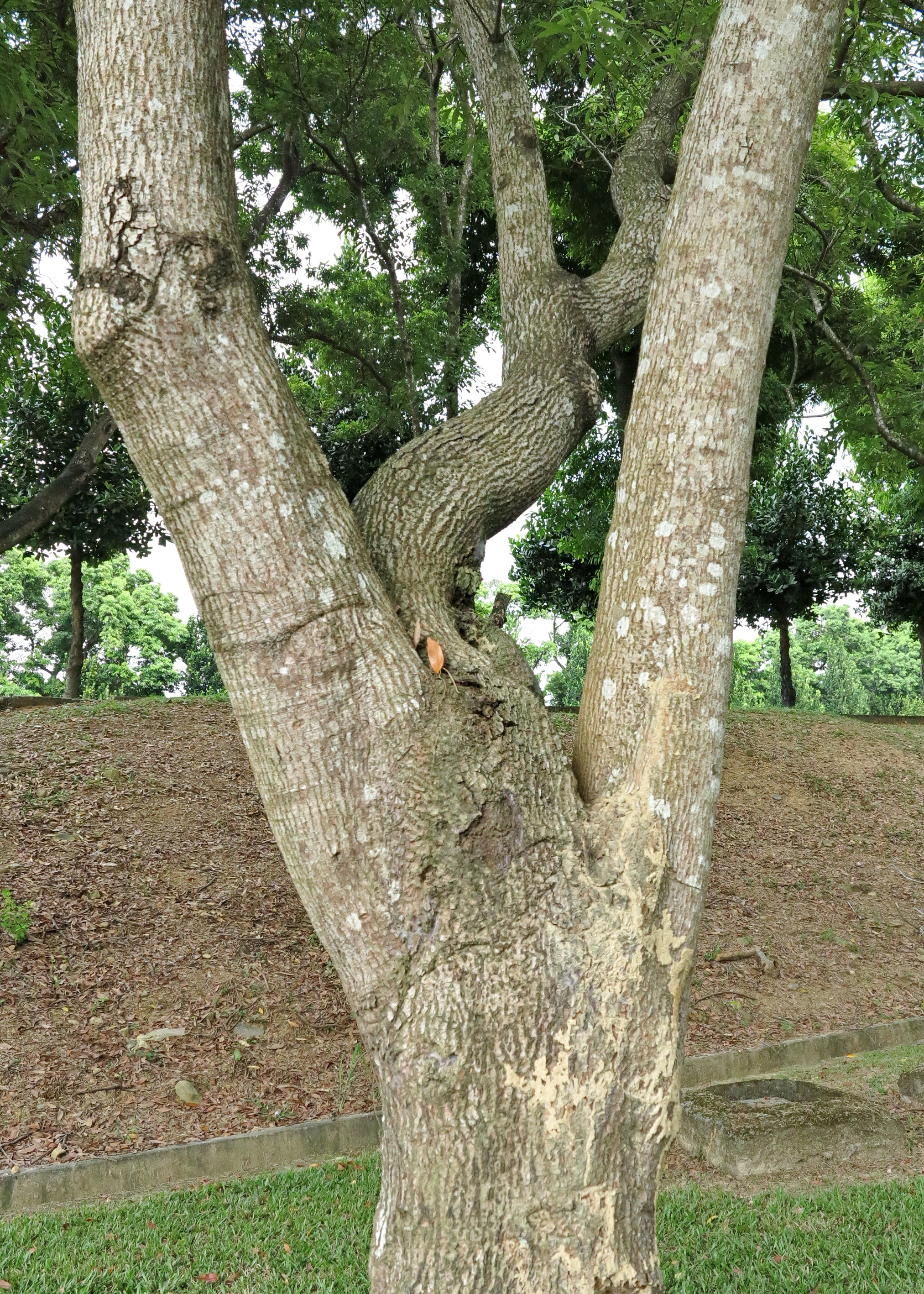 photoImages