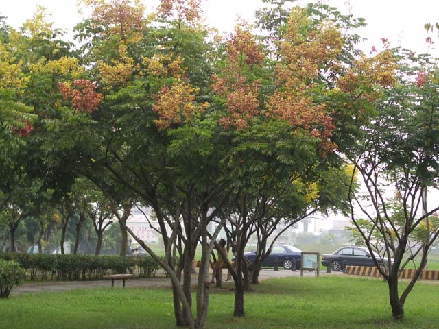 photoImages