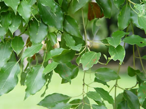 photoImages