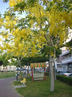 photoImages