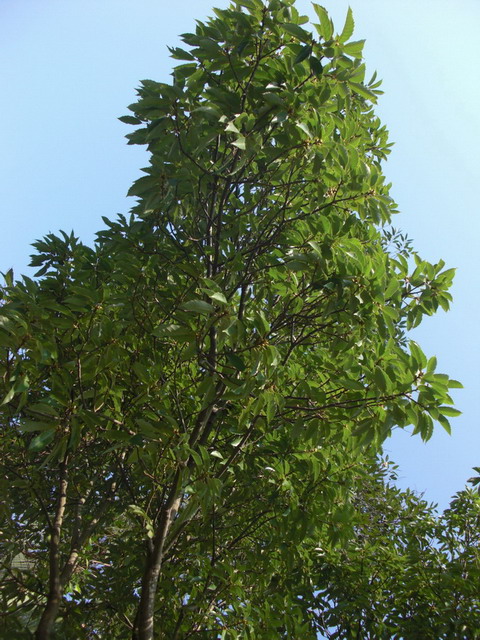 photoImages