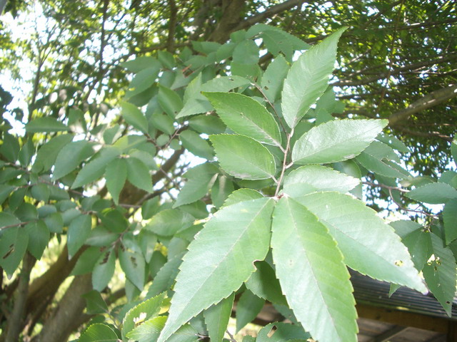 photoImages