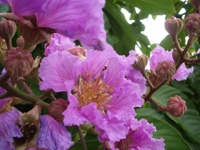 photoImages