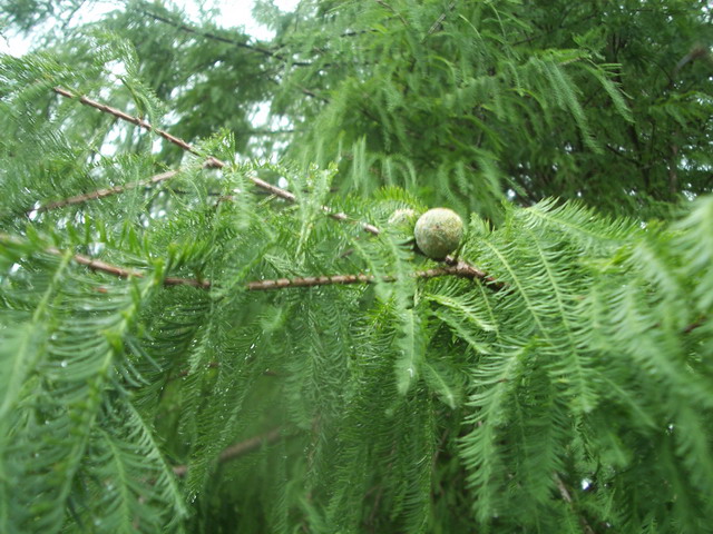 photoImages