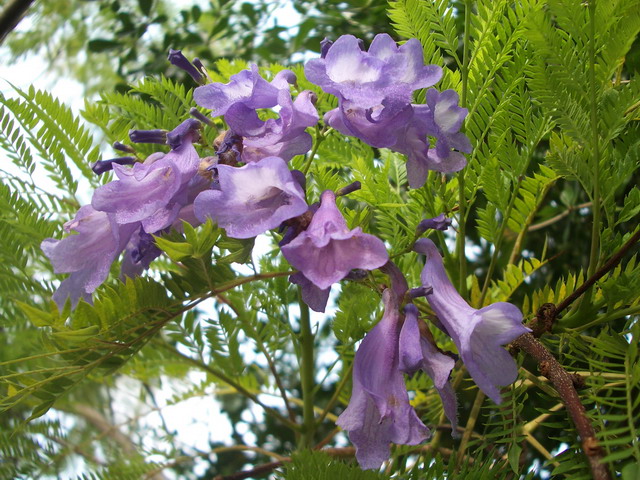 photoImages