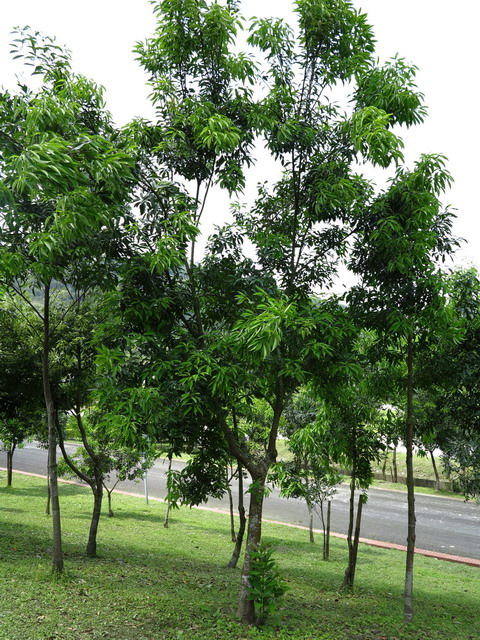 photoImages